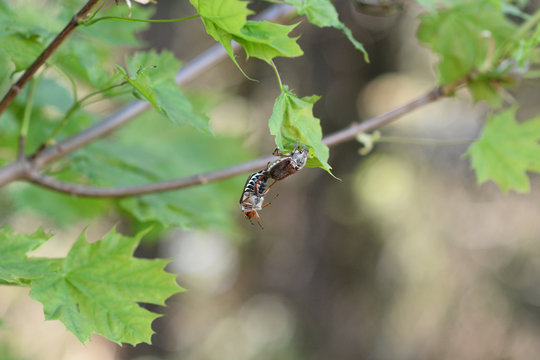 two maybugs on a branch
