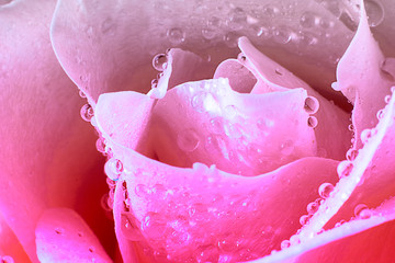 Close up view of a beautiful pink rose with drops of water. Macro image. Fresh beautiful flower as expression of love and respect for postcard and wallpaper. Horizontal.