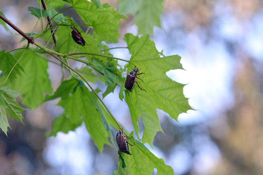 branch of tree with green leaves and maybugs