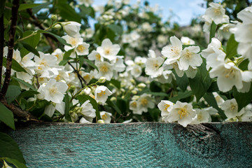 White blooming jasmine against the turquoise fence