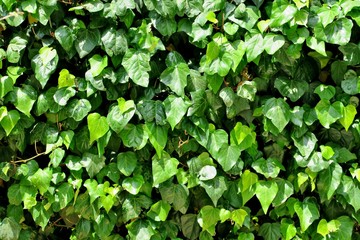 wall of a beautiful bright green plant