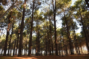 Forest