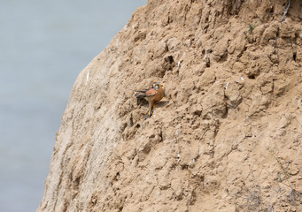 The male Kestrel sits on a high cliff and holds a caught mouse in its paw.