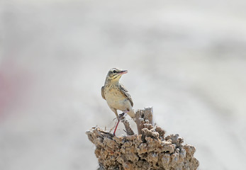 Tawny pipit close-up sits on a small wooden post in the middle of a salt marsh