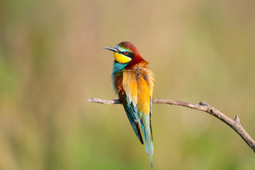 Portraits of bright and saturated color of European bee-eaters taken on a blurred beautiful background.