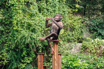 chimpanzee sitting at top of pole playing a flute