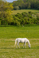 Obraz premium A white horse grazing in a meadow in Sussex, on a sunny late spring day