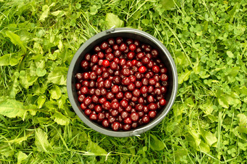 Flat lay of bucket full with harvesting cherry