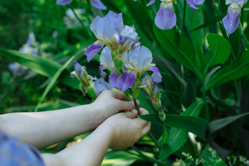 children's hands are holding a flower
