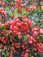 Close up. Flowering Chaenomeles (Japanese quince, Chaenomeles japonica). Spring garden after the rain, coral flower petals strewn with water drops.