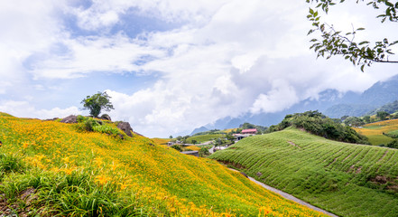 Beautiful orange daylily flower farm on Sixty Rock Mountain (Liushidan mountain) with blue sky and cloud, Fuli, Hualien, Taiwan, close up, copy space