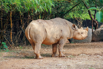 rhinoceros in zoo