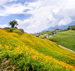 Obraz premium Beautiful orange daylily flower farm on Sixty Rock Mountain (Liushidan mountain) with blue sky and cloud, Fuli, Hualien, Taiwan, close up, copy space