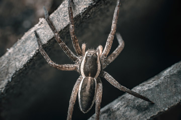 Big wary hunter spider  on dark background.