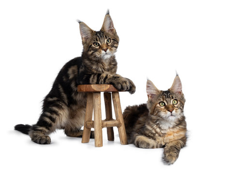 Duo of 2 black tabby and tortie Maine Coon cat kittens, beside each other with brown wooden stool. Looking beside lens with green eyes. One hanging on stool. one laying down in at the side.