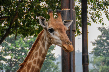 giraffe in the zoo