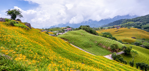 Beautiful orange daylily flower farm on Sixty Rock Mountain (Liushidan mountain) with blue sky and cloud, Fuli, Hualien, Taiwan, close up, copy space