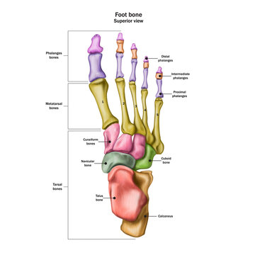 Bones of the human foot with the name and description of all sites. Superior view. Human anatomy. Vector illustration isolated on a white background.