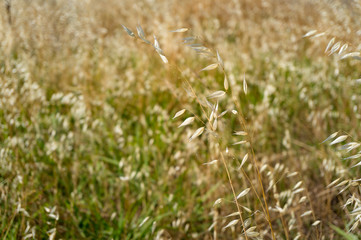 Close up of dry yellow grass on field