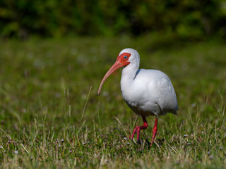 American White Ibis Standing on the Grass
