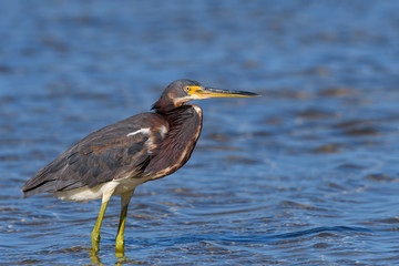Tricolored Heron Foraging Resting on the Pond, Portrait