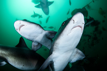 Closeup Photo of Banded Hound Shark in Green Ocean Water of Chiba Japan
