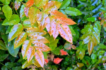 raindrops lingering on the leaves of a green plant