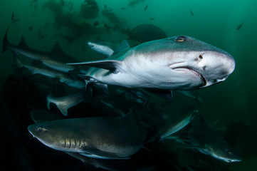 Fototapeta premium Closeup Photo of Banded Hound Shark in Green Ocean Water of Chiba Japan
