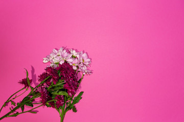 Design concept - spring flowers on pink background 6