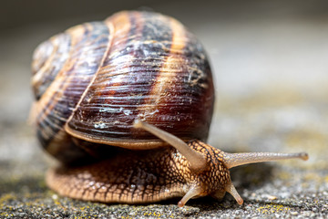 Big snail in shell crawling on road, summer day. Slug close up