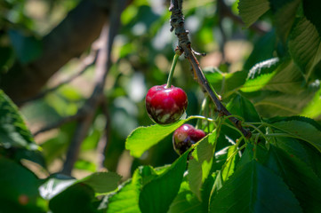 Close up of ripe red cherry hanging on cherry tree in fruit orchard, garden