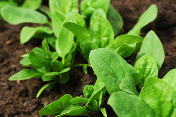 Fresh organic leaves of spinach in the garden