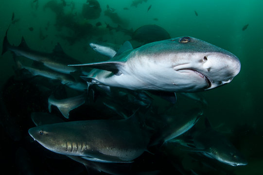 Closeup Photo of Banded Hound Shark in Green Ocean Water of Chiba Japan