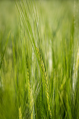 Obraz premium A close up of an ear of green wheat in springtime, with a shallow depth of field