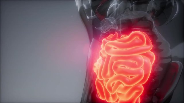 science anatomy scan of human small intestine glowing