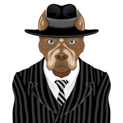 Dog breed pit bull terrier in suit of the gangster on white background.