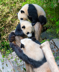 Fototapeta na wymiar Mother Panda is teaching baby panda to climb trees