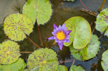 Top view of purple lotus flower floating in the pond