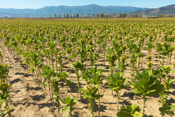Fototapeta na wymiar Tobacco field. Plantation with mountains background and clear blue sky.