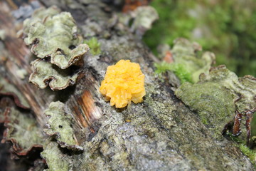 Mushroom