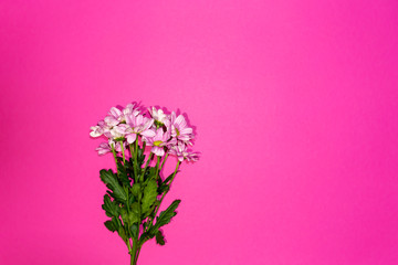 Design concept - spring flowers on pink background 