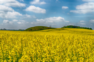 Obraz premium Flowering field of bright yellow rapeseed or colza