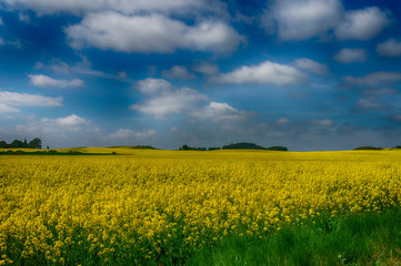 Obraz premium Flowering field of bright yellow rapeseed or colza