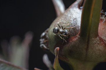 Tiny black ants on a closed bud peony on a dark background. Selective focus