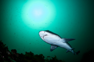 Obraz premium Closeup Photo of Banded Hound Shark in Green Ocean Water of Chiba Japan