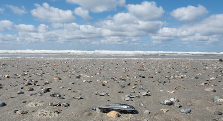 Fototapeta na wymiar Ein leerer Strand mit Muscheln an der Nordsee