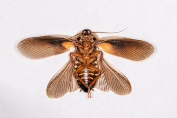 cockroach isolated on white background macro photo. Spread both wings.