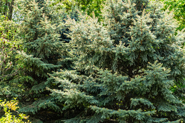 Very beautiful green trees, pines, blue spruce and hardwood, different shades of green. Saturated and bright. Landscape in the Rostov region. Walk in the fresh air in the forest. A warm Sunny day