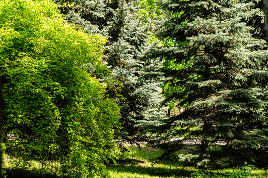 Very beautiful green trees, pines, blue spruce and hardwood, different shades of green. Saturated and bright. Landscape in the Rostov region. Walk in the fresh air in the forest. A warm Sunny day