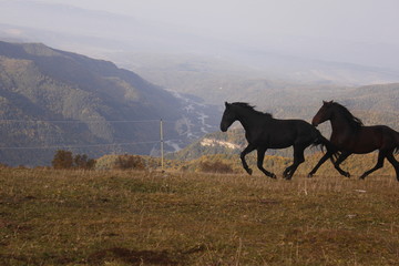 Obraz premium horse, animal, grass, nature, brown, field, meadow, farm,